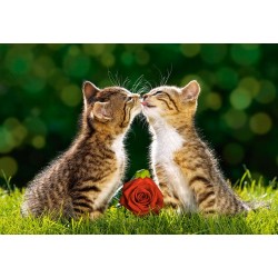 Koťata s růží